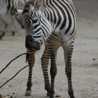 © Mandy-fotolia.com