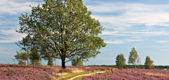 In der Lüneburger Heide © Thorsten Schier-shutterstock.com/2013
