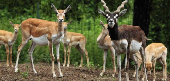 Wildpark Schloss Ortenburg © Vladimir Wrangel-fotolia.com