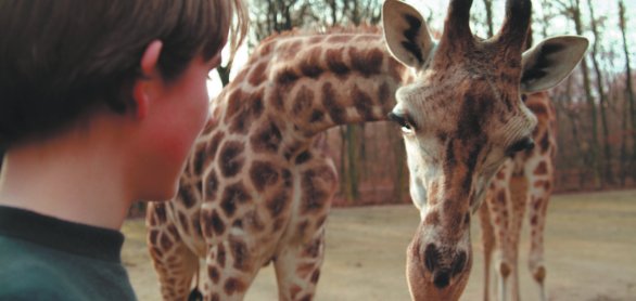 Zoom Erlebniswelt - Giraffe © Zoom Erlebniswelt/J. Tack