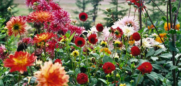 Dahlien im Bauerngarten © Zweckverband Hasetal