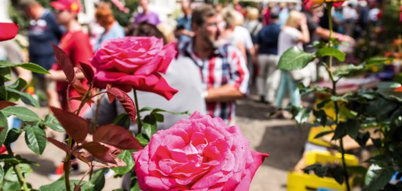 Steinfurther Rosenfest - Rosenmarkt &copy; Bad Nauheim Stadtmarketing und Tourismus GmbH 