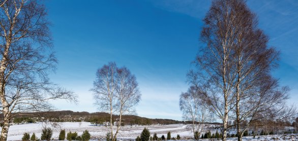 Lüneburger Heide im Winter &copy; foto-select - stock.adobe.com